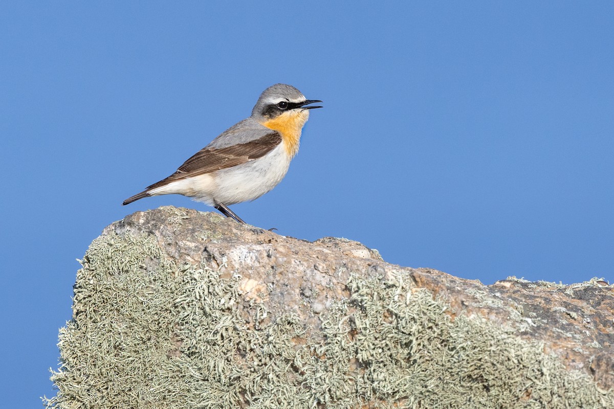 Northern Wheatear (Eurasian) - ML637705879