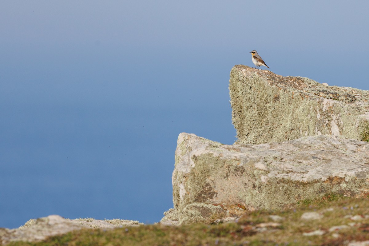 Northern Wheatear (Eurasian) - ML637705882