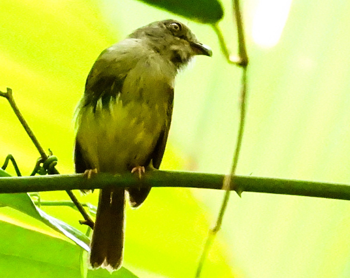 Northern Bentbill - ML637705886