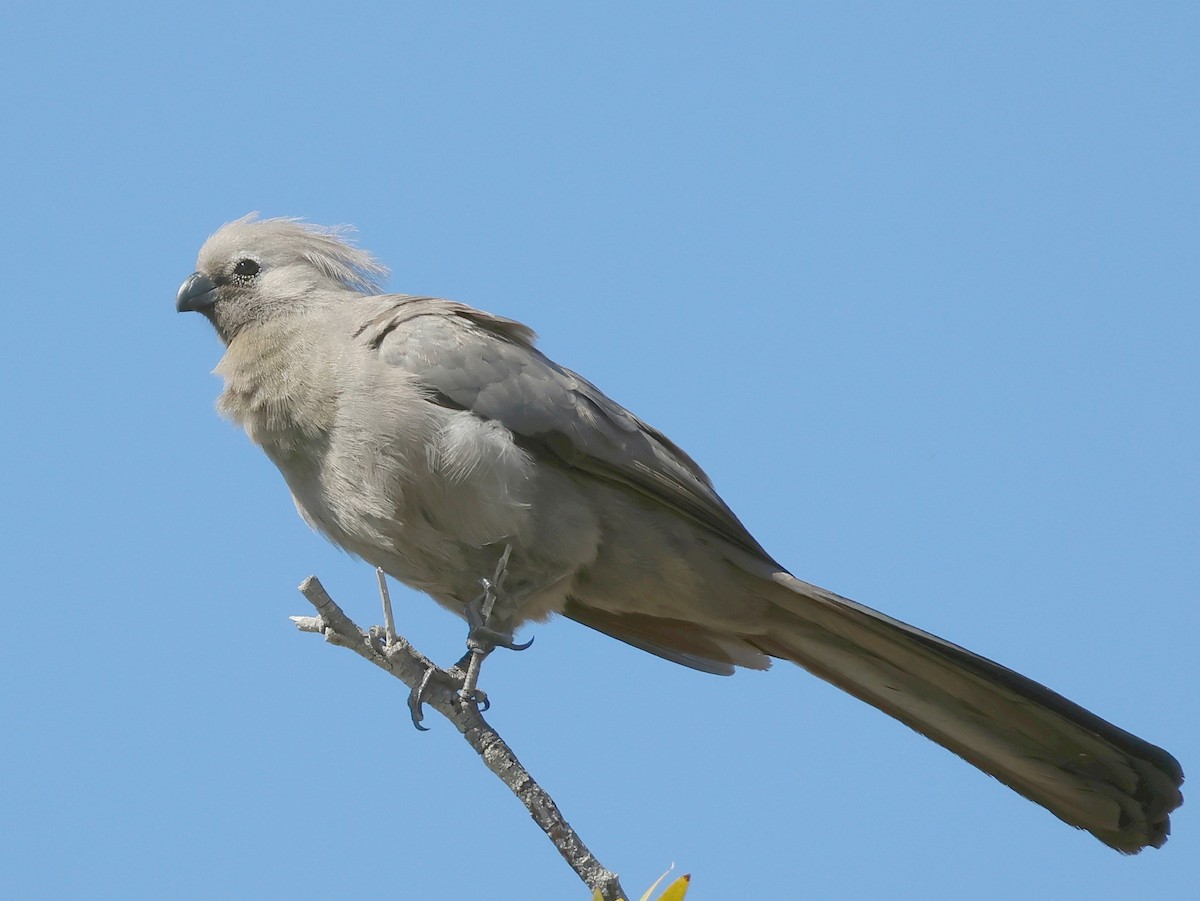 Gray Go-away-bird - ML637705905