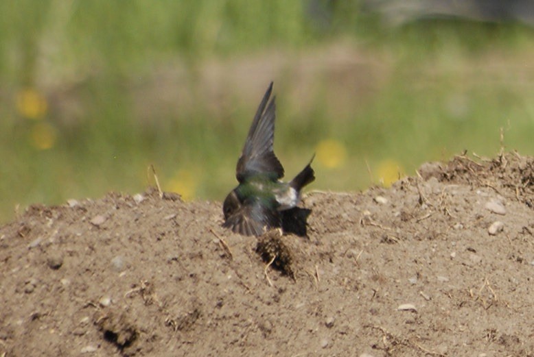 vlaštovka zelená - ML637705908