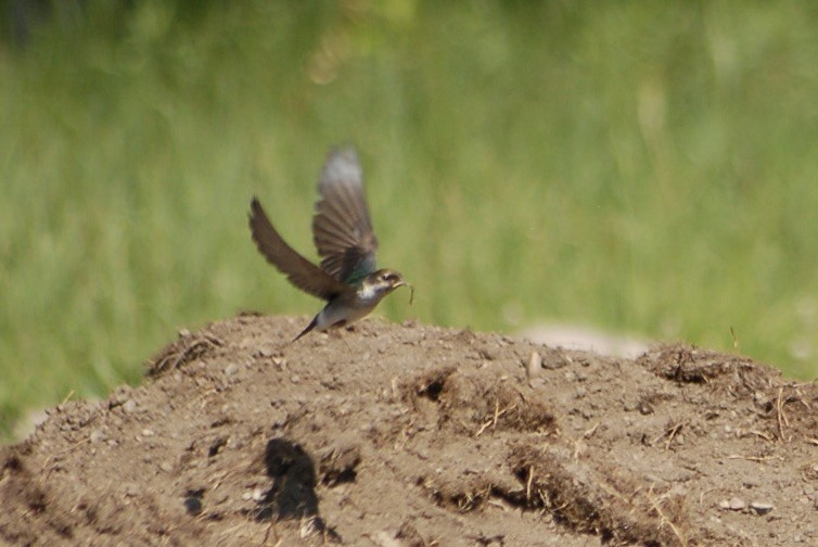 vlaštovka zelená - ML637705909