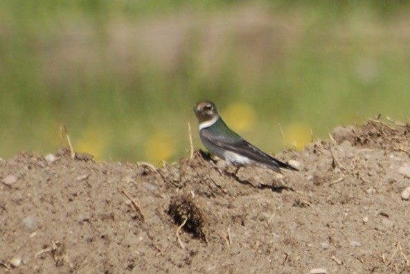 vlaštovka zelená - ML637705910