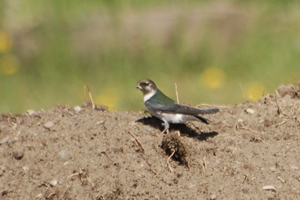 vlaštovka zelená - ML637705911