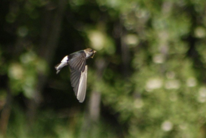 vlaštovka zelená - ML637705913