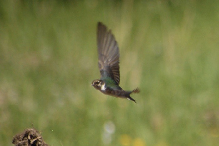 vlaštovka zelená - ML637705914