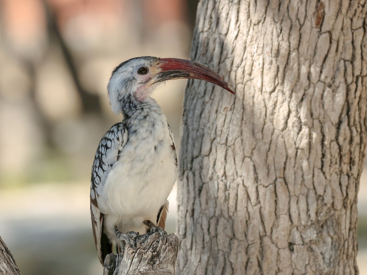 Damara Red-billed Hornbill - ML637705933