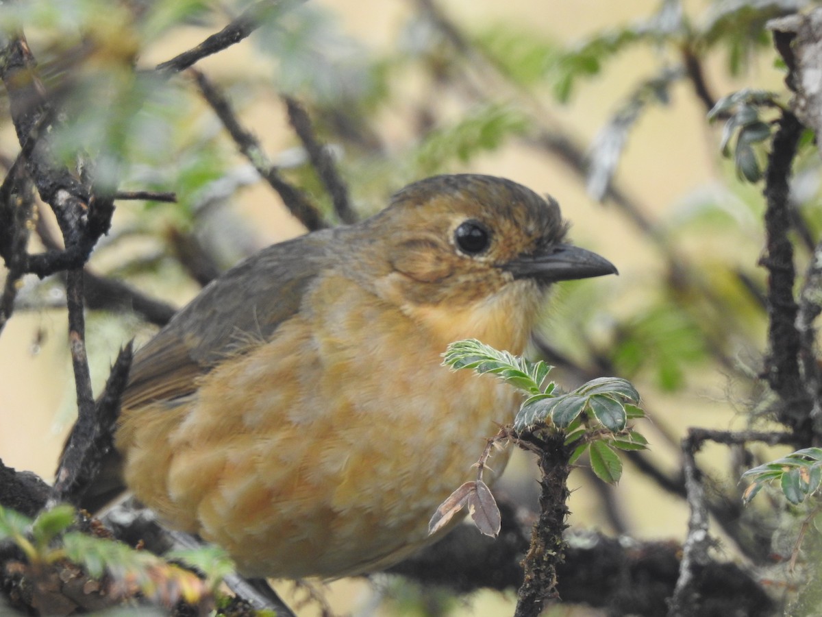 Tawny Antpitta - ML637705937