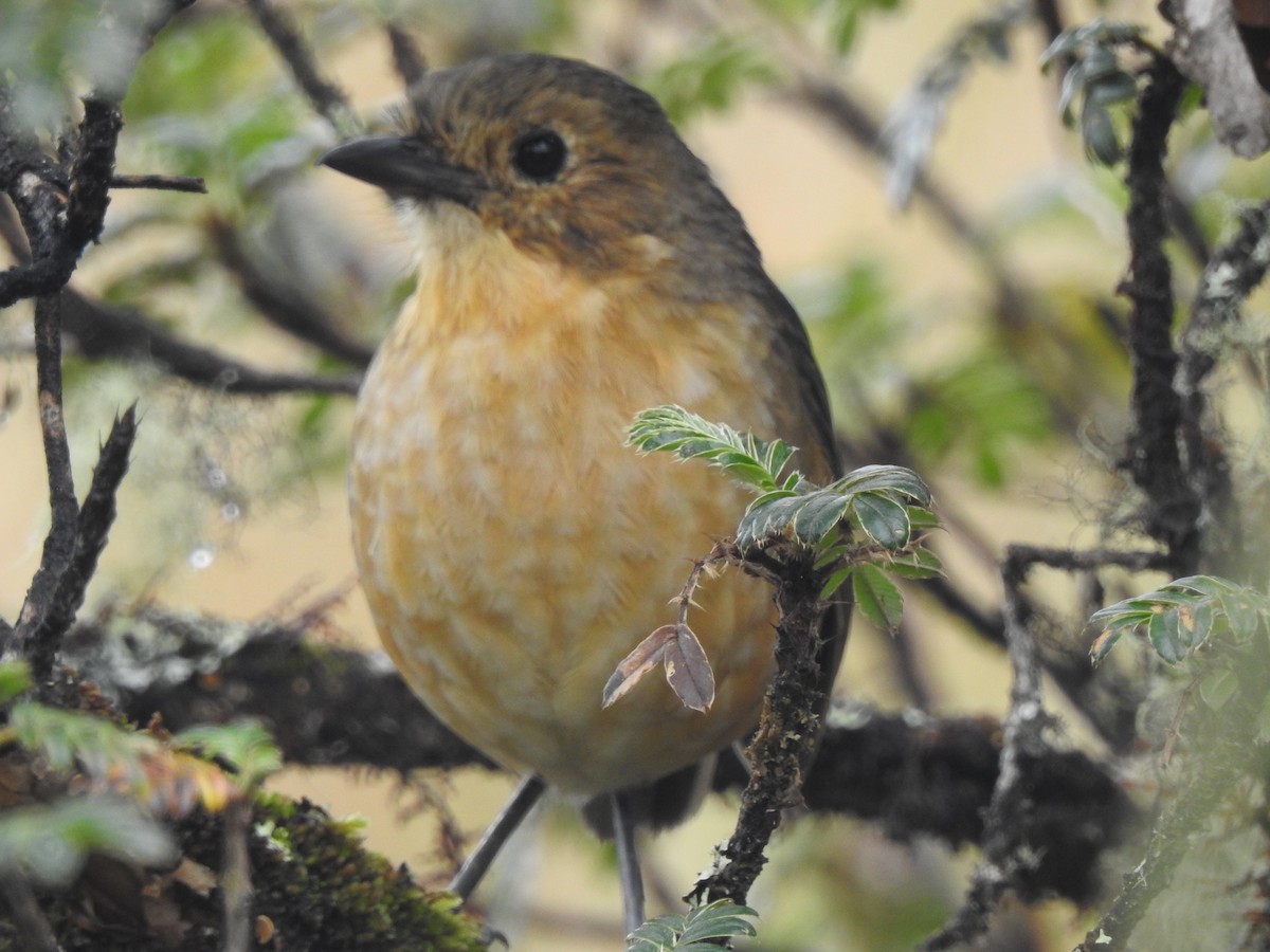 Tawny Antpitta - ML637705941