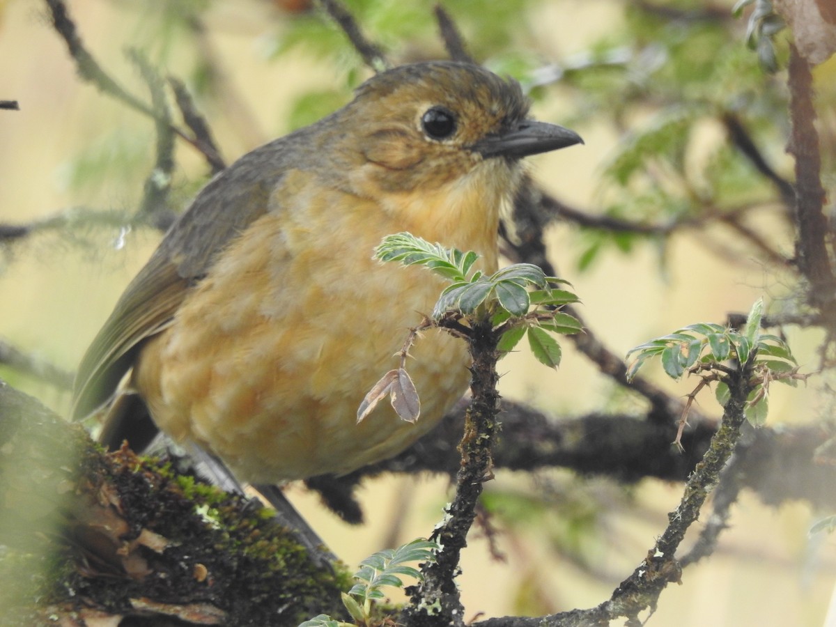 Tawny Antpitta - ML637705942