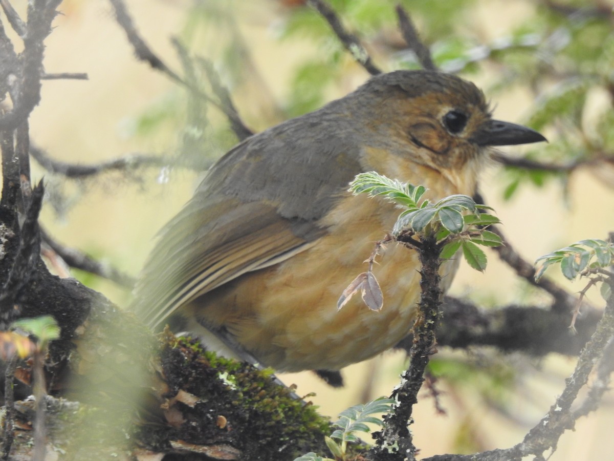 Tawny Antpitta - ML637705943
