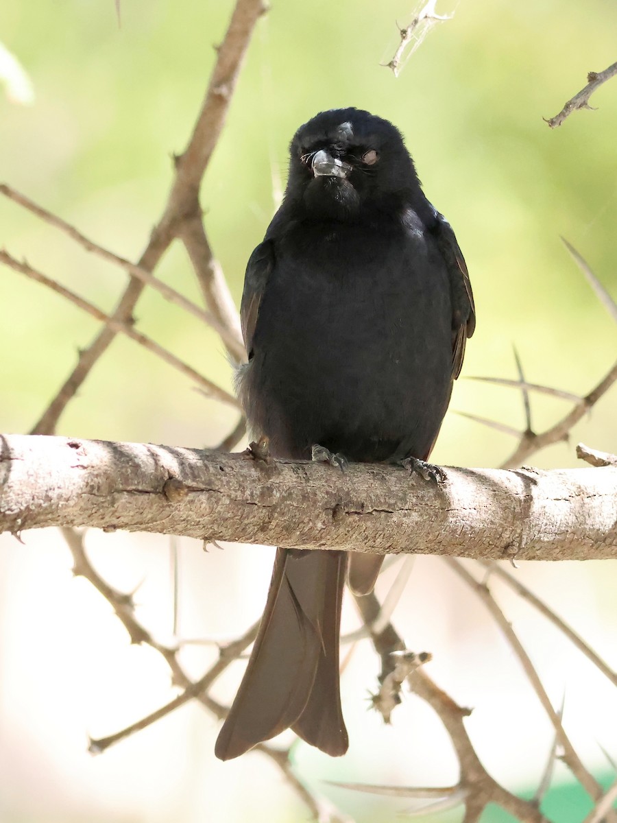 Fork-tailed Drongo - ML637705952