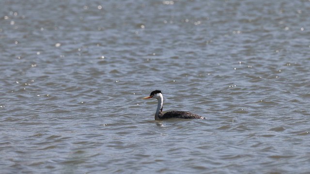 Clark's Grebe - ML637705971