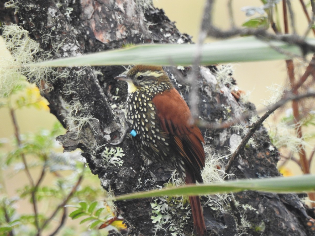 Pearled Treerunner - ML637706002