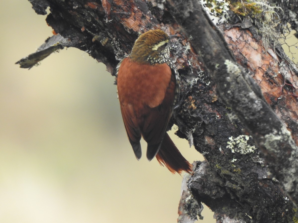 Pearled Treerunner - ML637706003