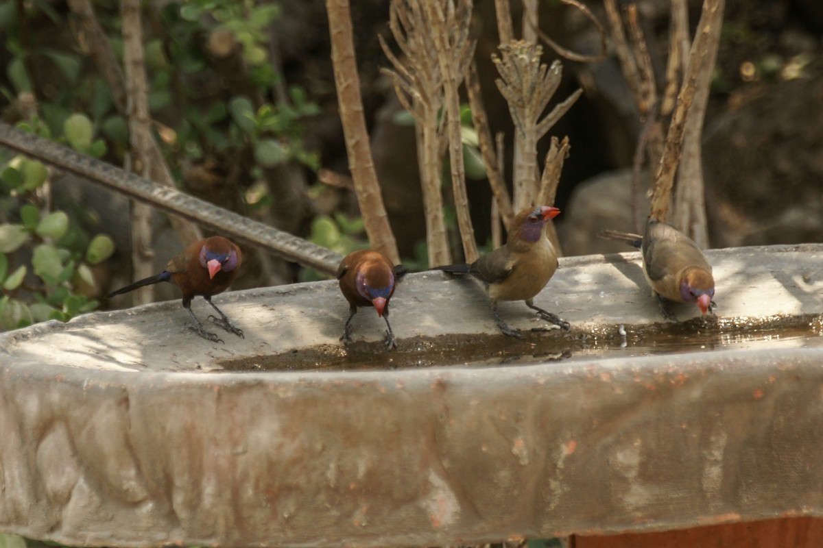 Violet-eared Waxbill - ML637706005