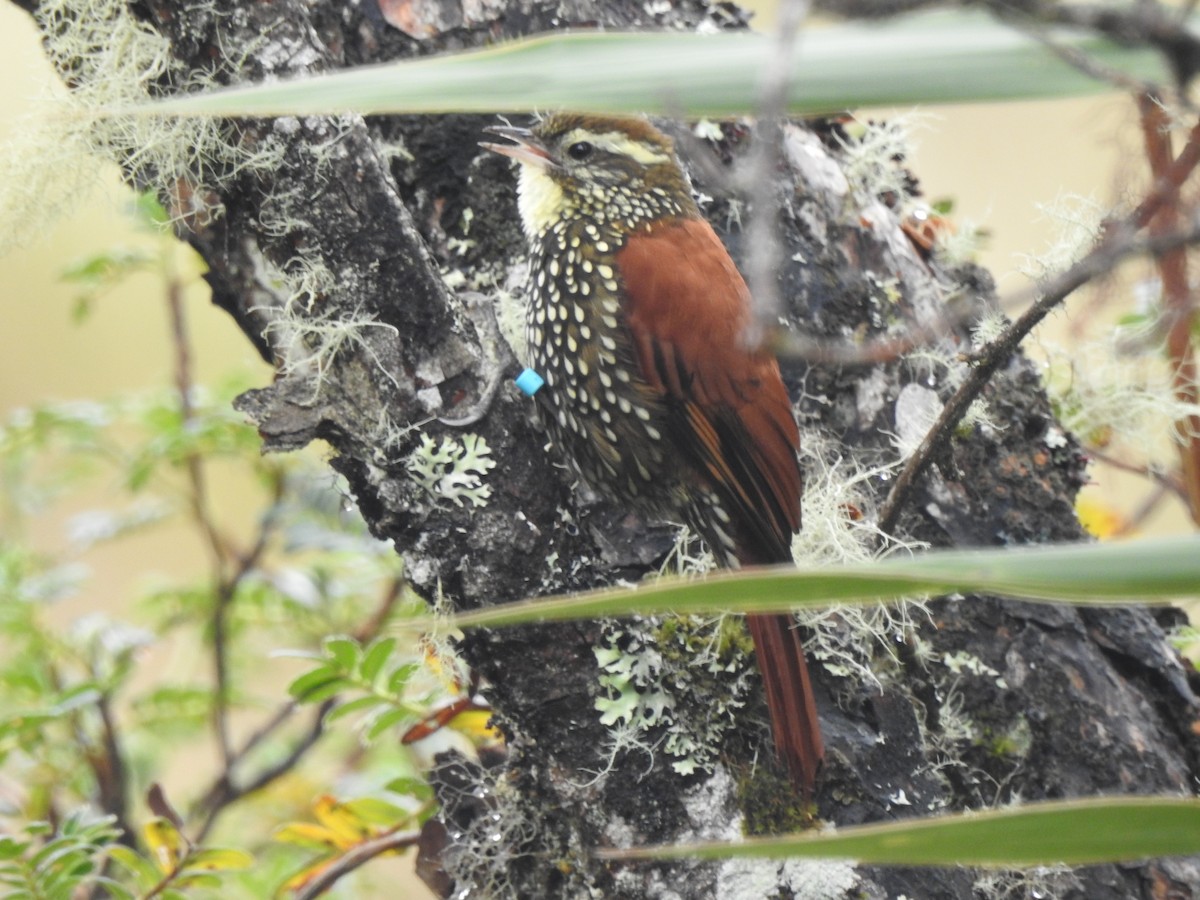 Pearled Treerunner - ML637706006