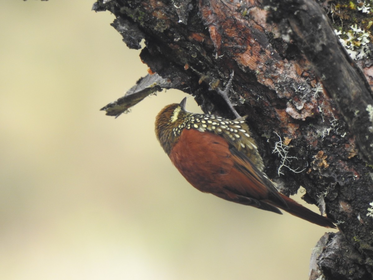 Pearled Treerunner - ML637706007