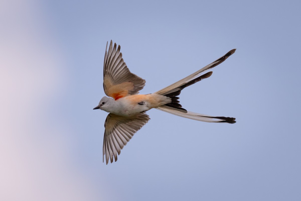 Scissor-tailed Flycatcher - ML637706025