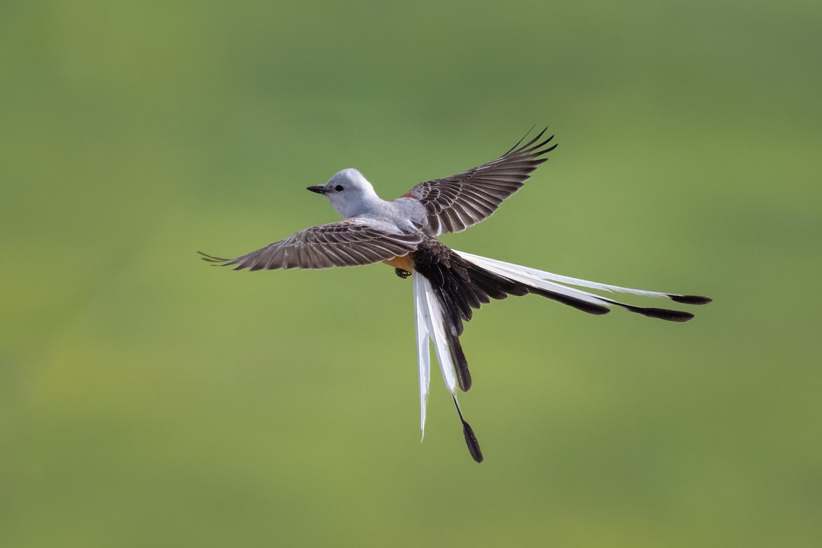Scissor-tailed Flycatcher - ML637706026