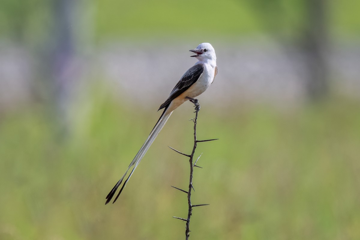 Scissor-tailed Flycatcher - ML637706027