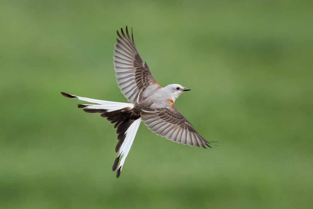 Scissor-tailed Flycatcher - ML637706028