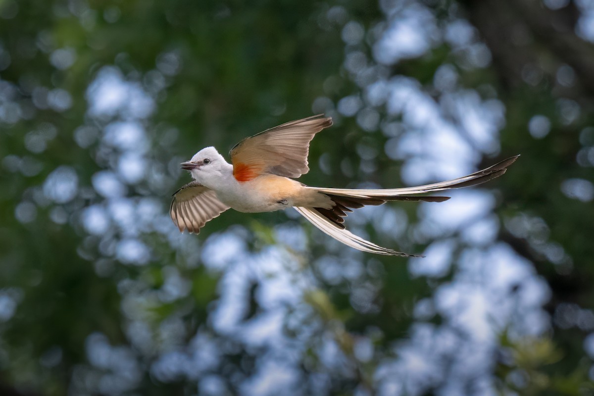Scissor-tailed Flycatcher - ML637706029