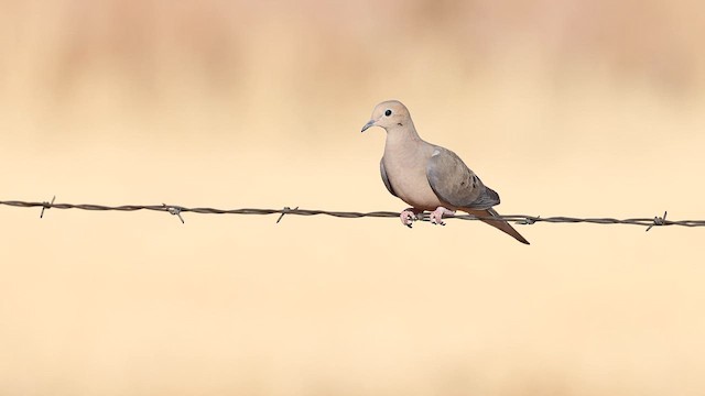 Mourning Dove - ML637706074