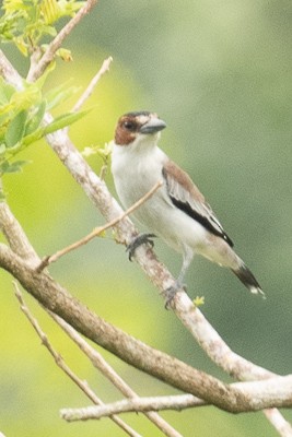 svartkronetityra - ML637706092