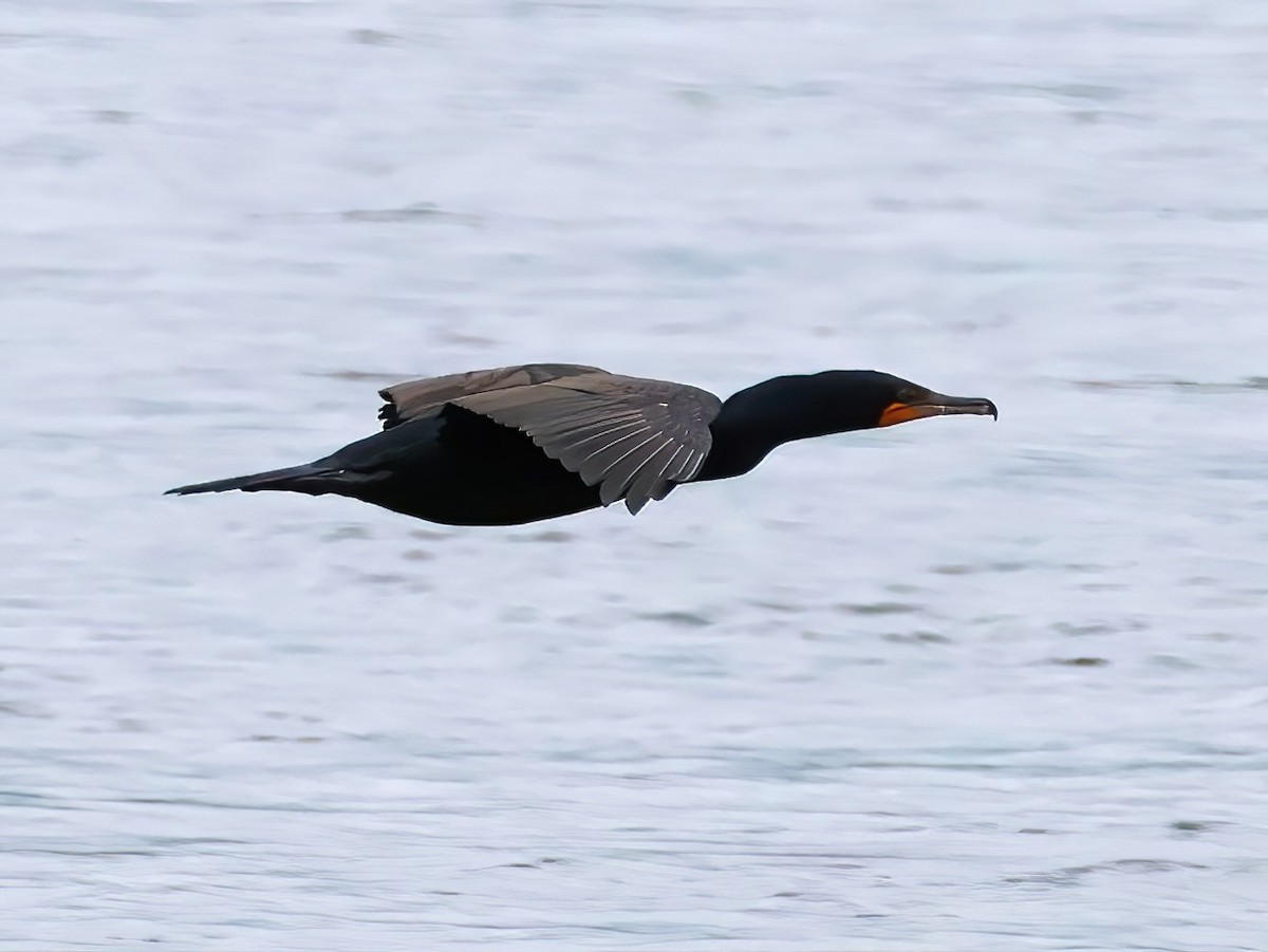 Double-crested Cormorant - ML637706186