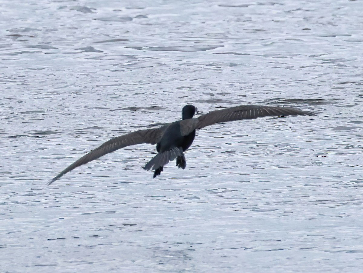 Double-crested Cormorant - ML637706187