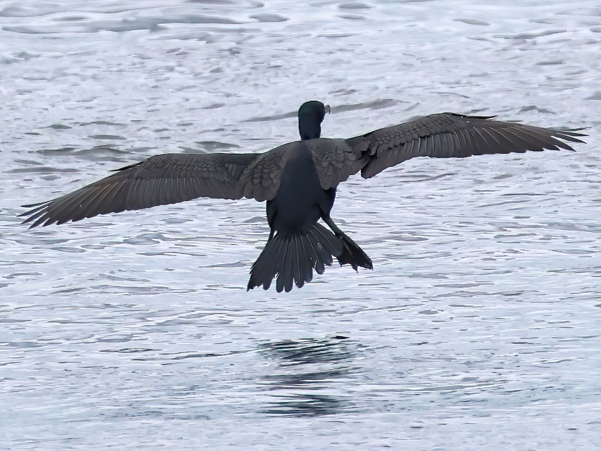 Double-crested Cormorant - ML637706188