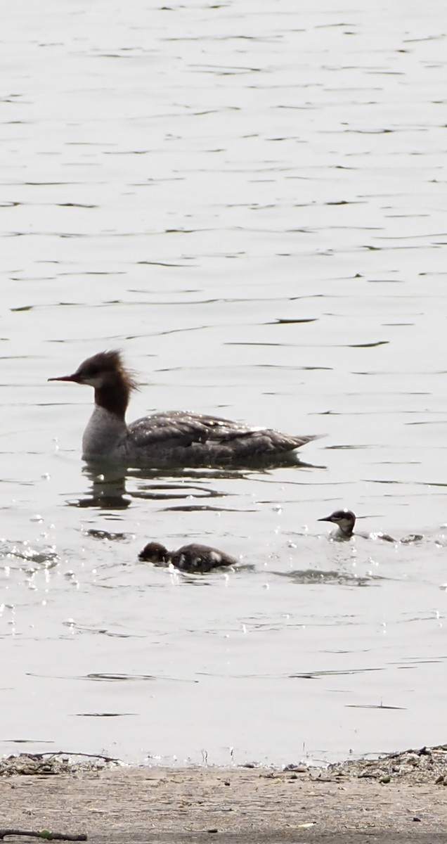 Common Merganser (North American) - ML637706202