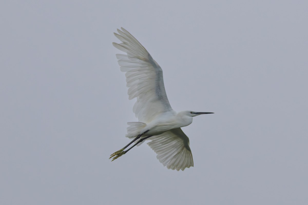 Little Egret - ML637706216
