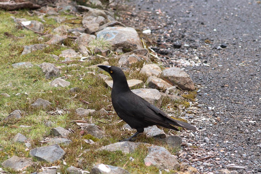 Gray Currawong - ML637706222