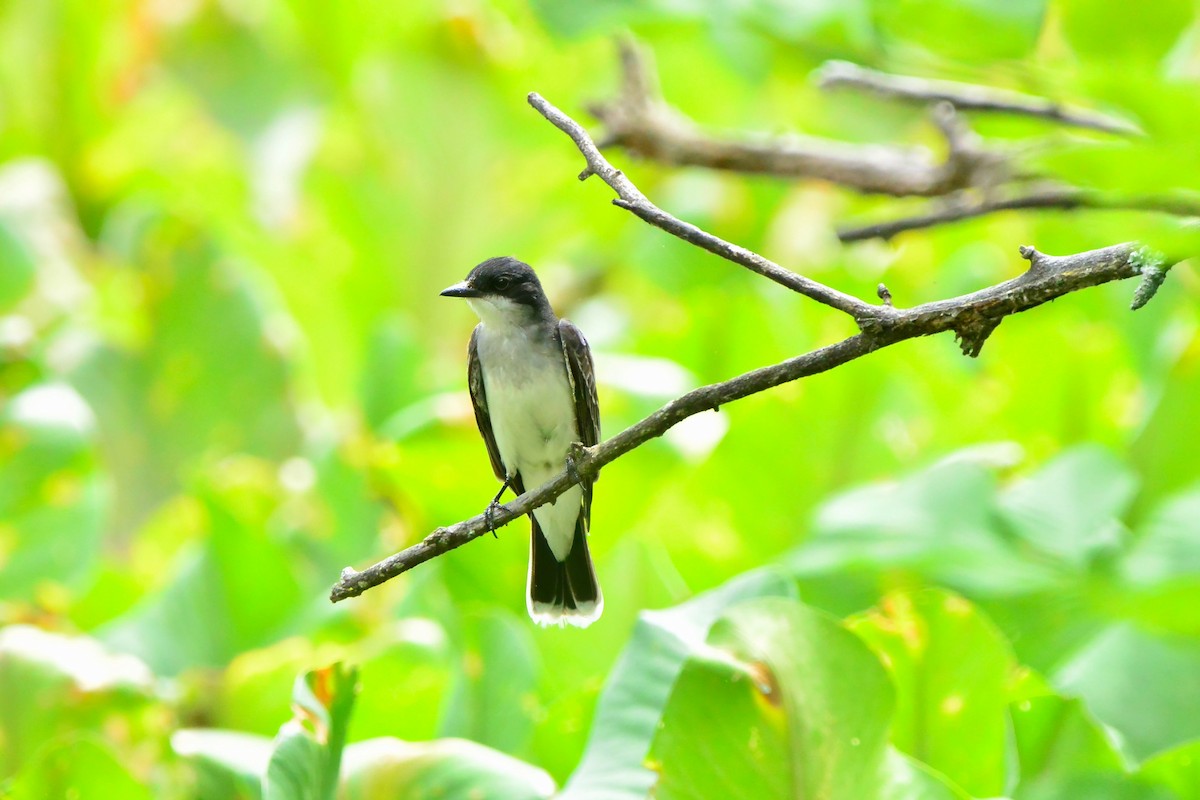 Eastern Kingbird - ML637706225