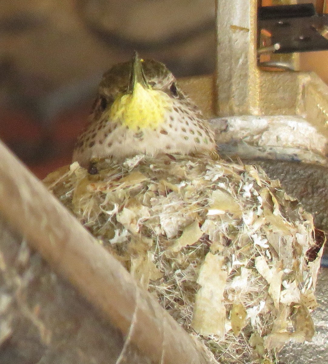 Broad-tailed Hummingbird - ML637706226