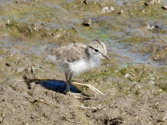 Spotted Sandpiper - ML637706228