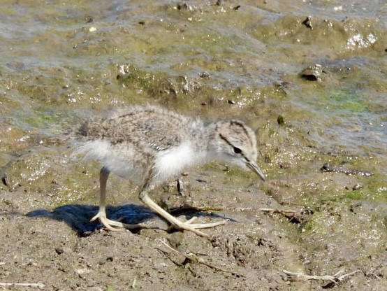 Spotted Sandpiper - ML637706229