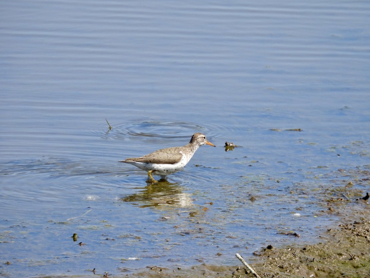 Spotted Sandpiper - ML637706230