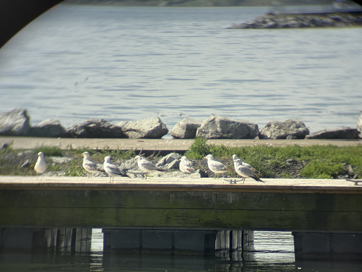Ring-billed Gull - ML637706231