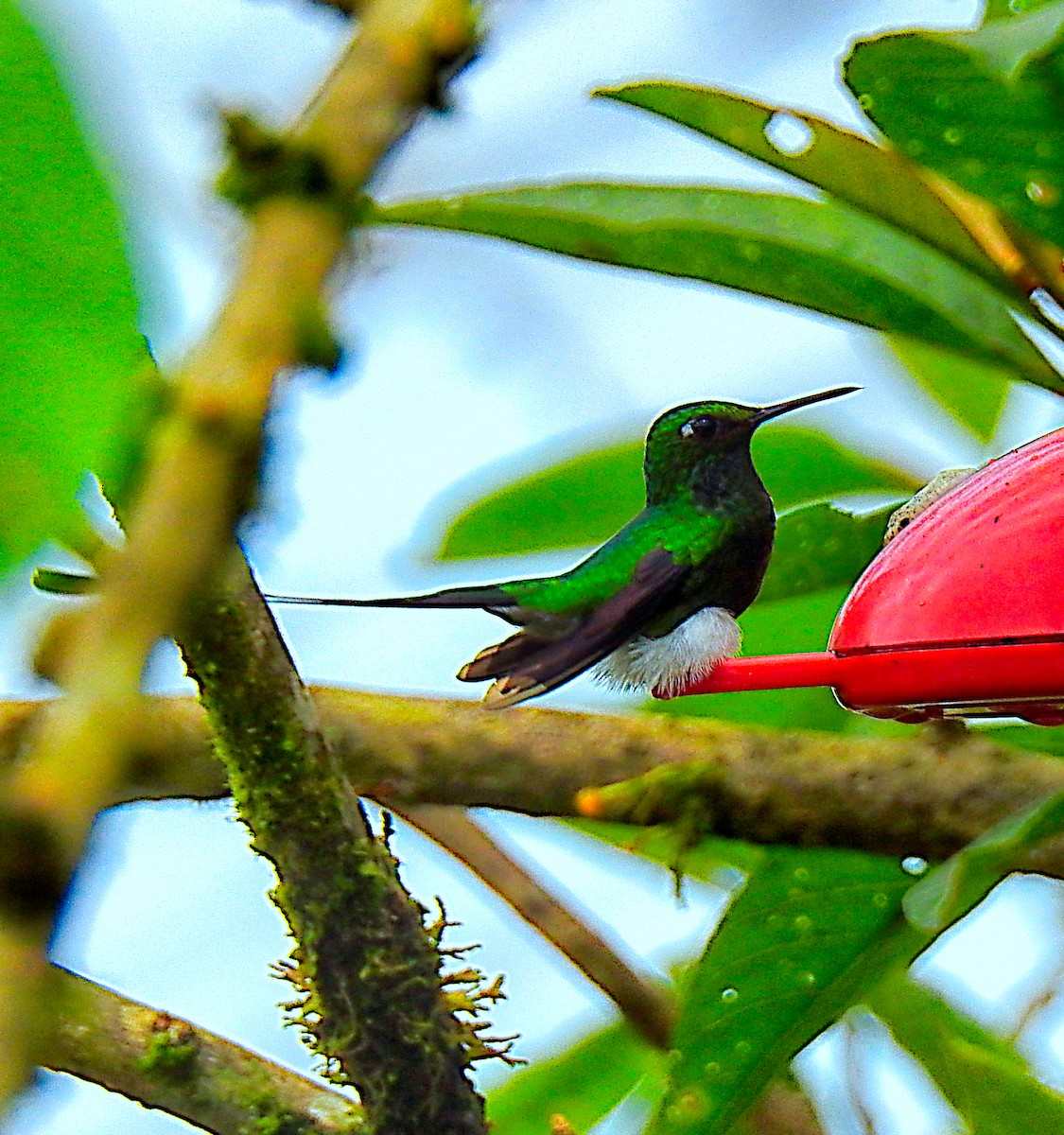 White-booted Racket-tail - ML637706232
