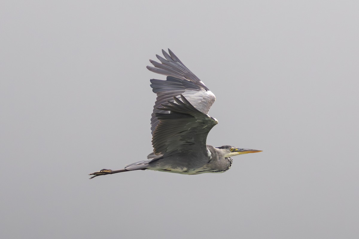 Gray Heron - ML637706236