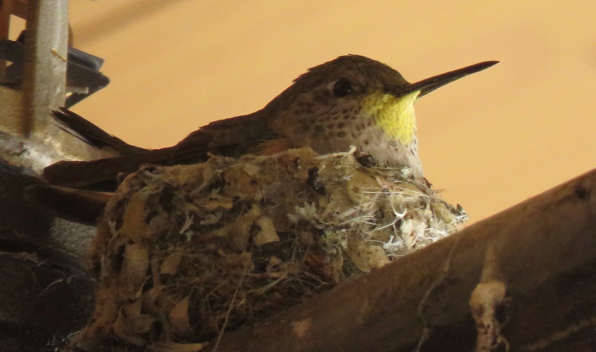 Broad-tailed Hummingbird - ML637706237
