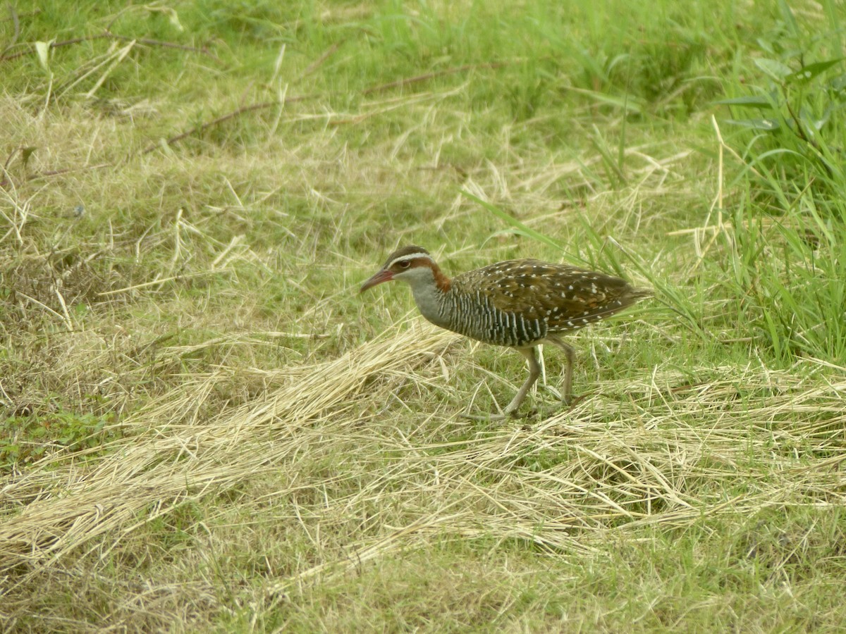 Buff-banded Rail - ML637706238
