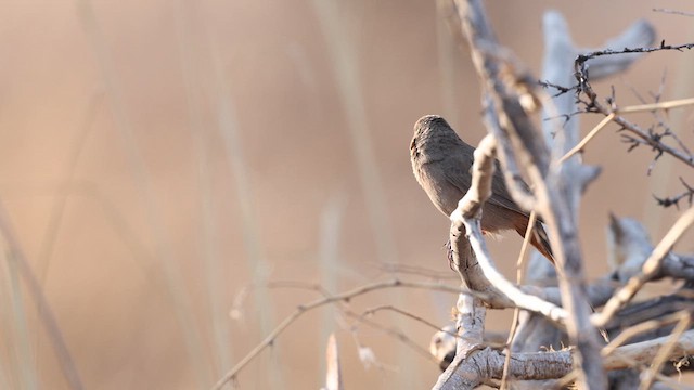 Abert's Towhee - ML637706241