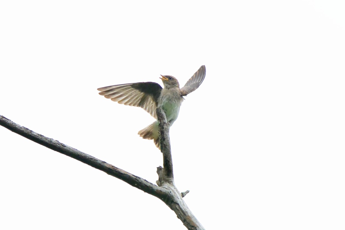 Northern Rough-winged Swallow - ML637706242
