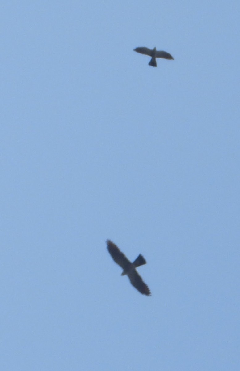 Mississippi Kite - ML637706243