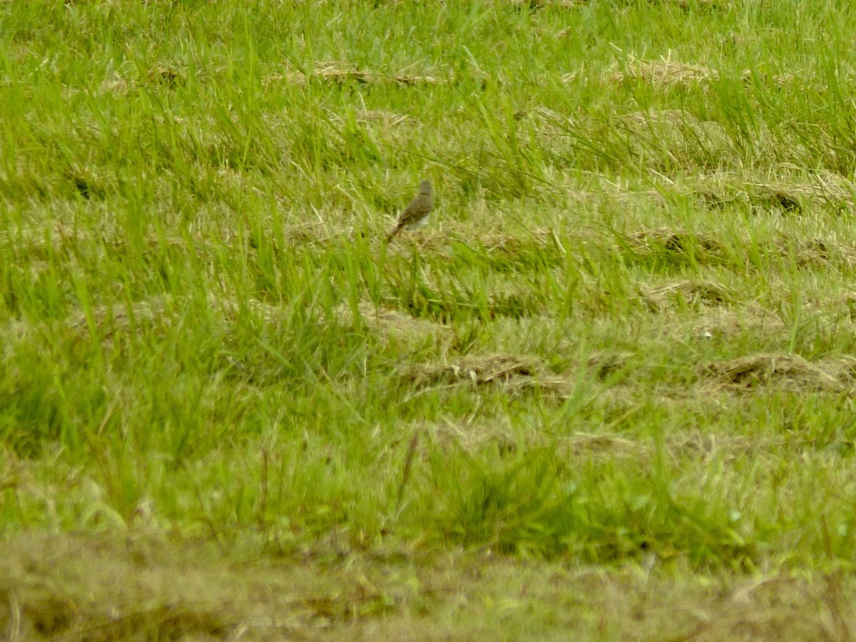 Paddyfield Pipit - ML637706244