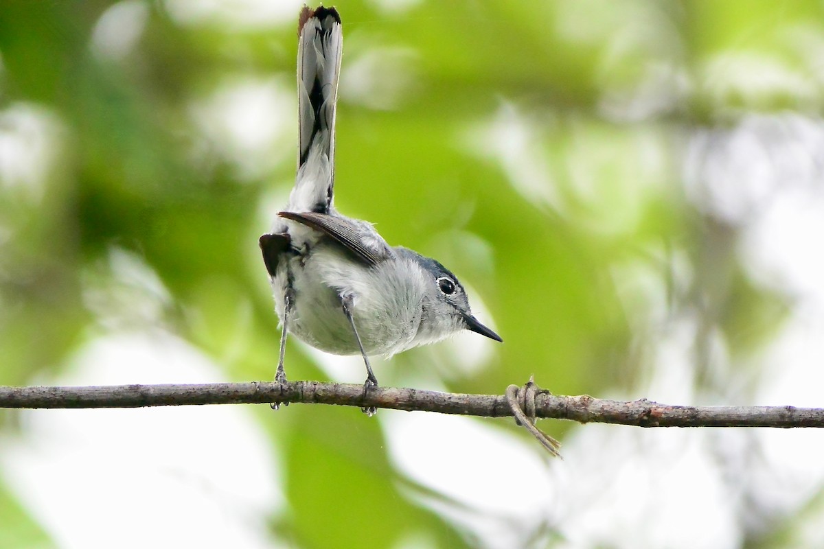 Blue-gray Gnatcatcher - ML637706246